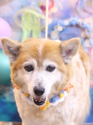 20240808ボニーちゃん